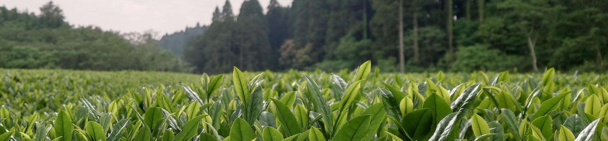 2024_O-ishi_Biologischer_Tee_Miyakonojo_Miyazaki_Teeblaetter