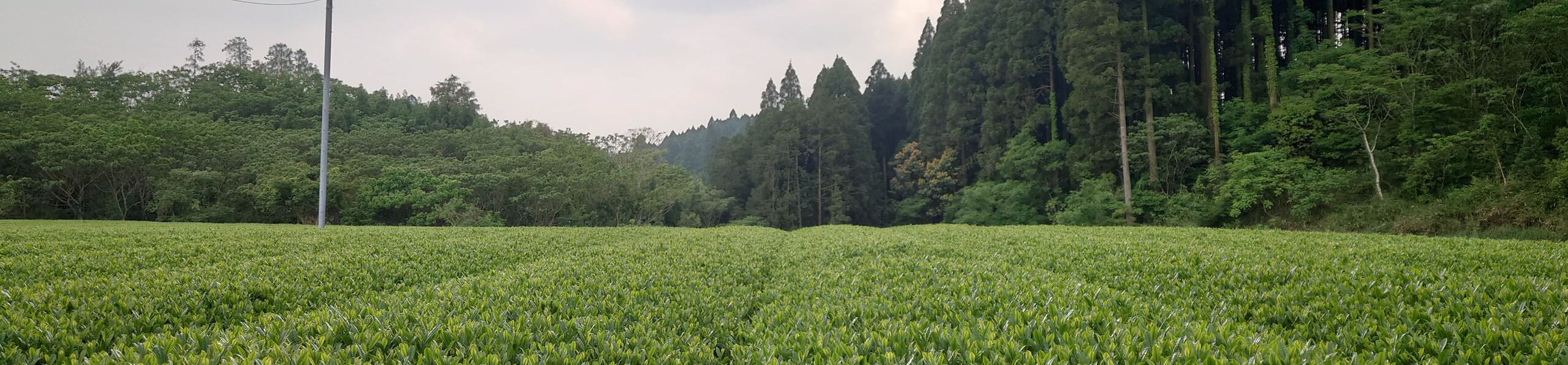 2024_O-ishi_Biologischer_Tee_Miyakonojo_Miyazaki_Teefeld_Wald