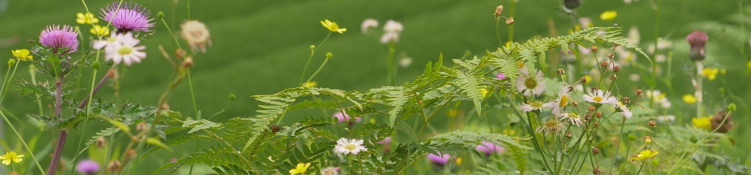 2024_O-ishi_Biologischer_Tee_Miyakonojo_Miyazaki_Teegarten_Blumen